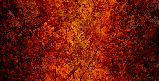 Fall Holidays – Beautiful Leaves
