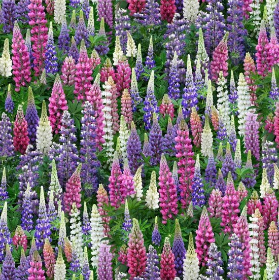 Elizabeth’s Studio Landscape Medley Multi Lupines